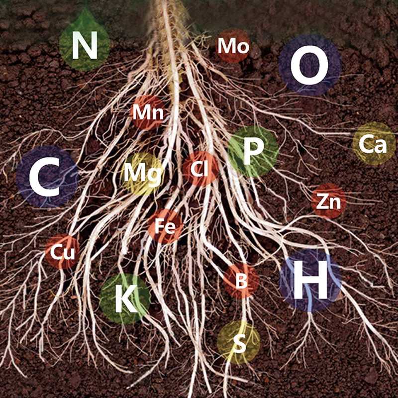 🥬Solución nutritiva de efecto rápido para plantas: se repone rápidamente, se vuelve fuerte, exuberante y verde.