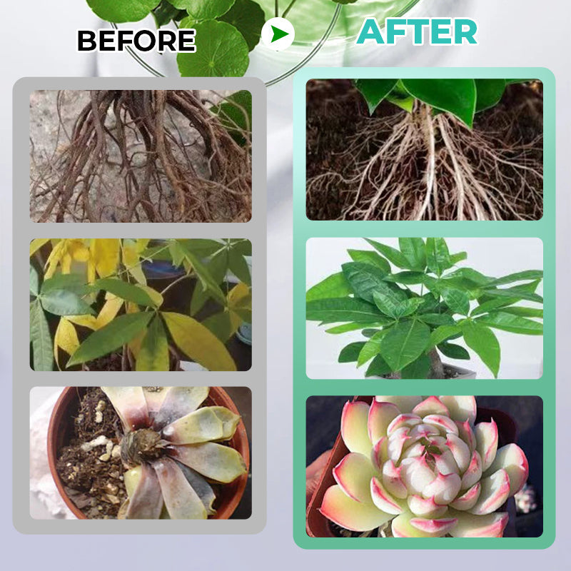 Solución hidropónica de nutrientes para el crecimiento de las plantas