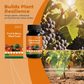 Alimento para plantas de frutas y bayas