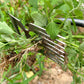 🌱 Herramienta manual para extraer malas hierbas, ideal para césped y jardín